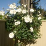 Garden maintenance photograph 6