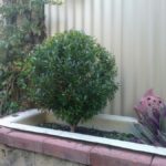 Garden maintenance photograph 5
